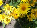 Trwa �adowanie zdj�cia...