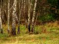 Trwa �adowanie zdj�cia...