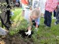 Sadzenie krzew�w w Cybulicach (fot. Agata Bakierska)