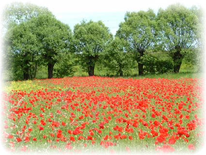 Trwa �adowanie zdj�cia...