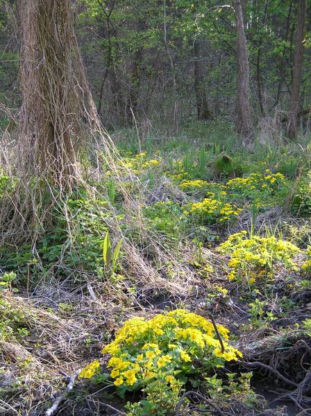 Trwa �adowanie zdj�cia...