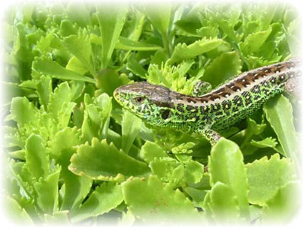 Trwa �adowanie zdj�cia...