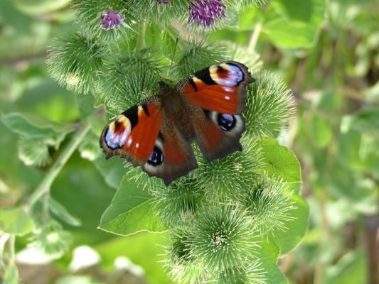 Trwa �adowanie zdj�cia...